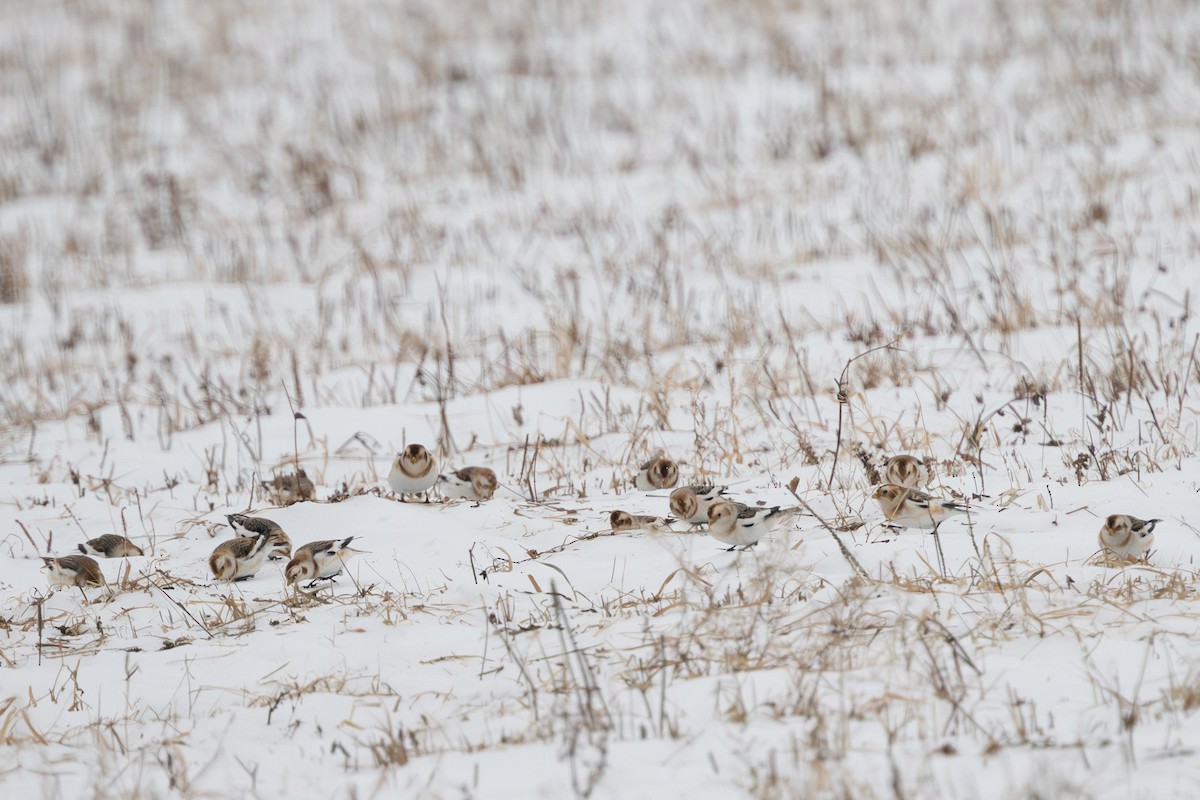 Snow Bunting - ML647537225