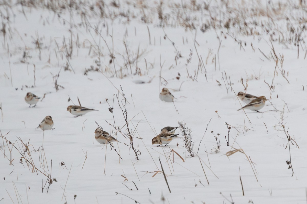 Snow Bunting - ML647537226