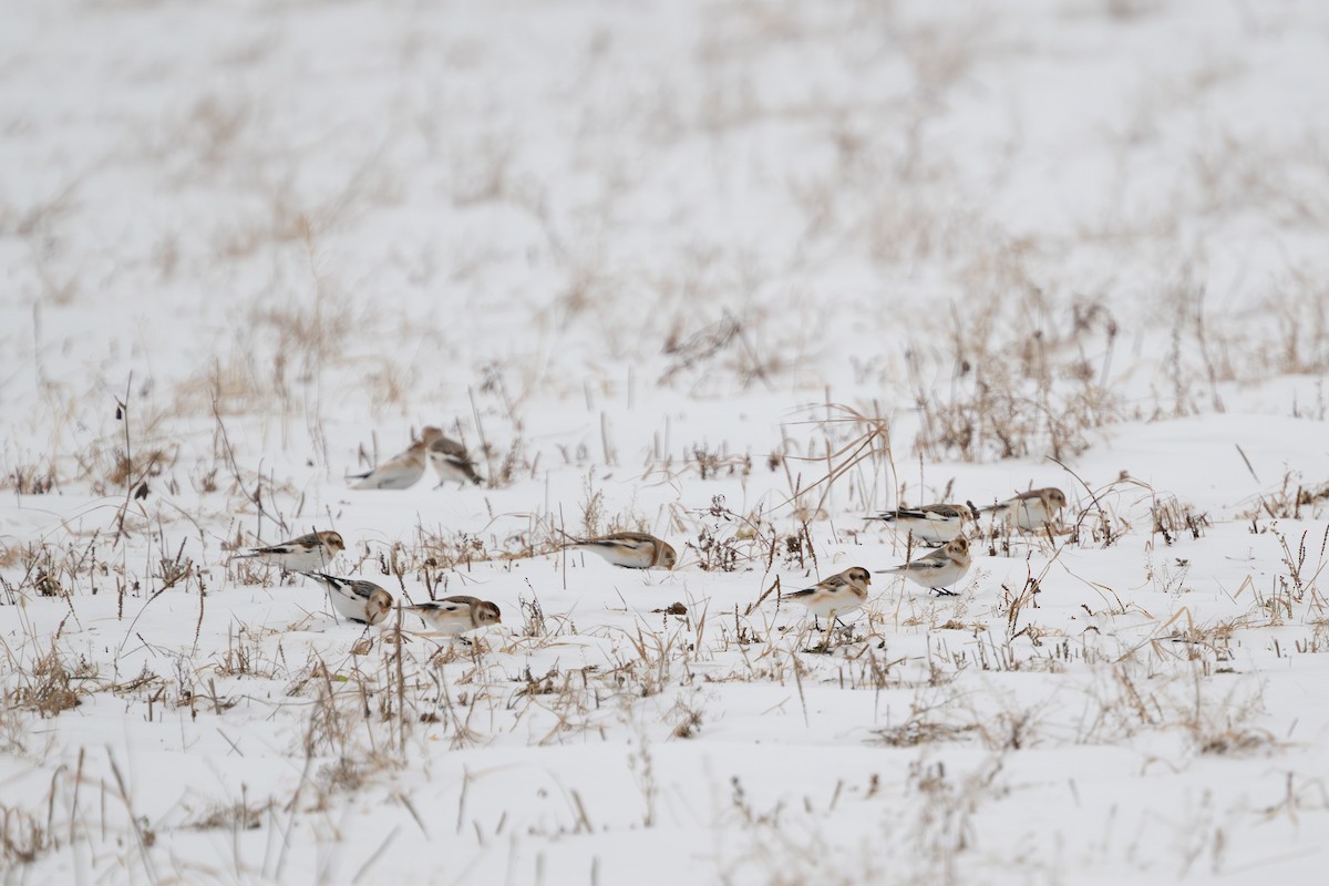 Snow Bunting - ML647537227