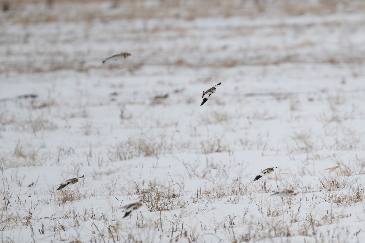 Snow Bunting - ML647537228