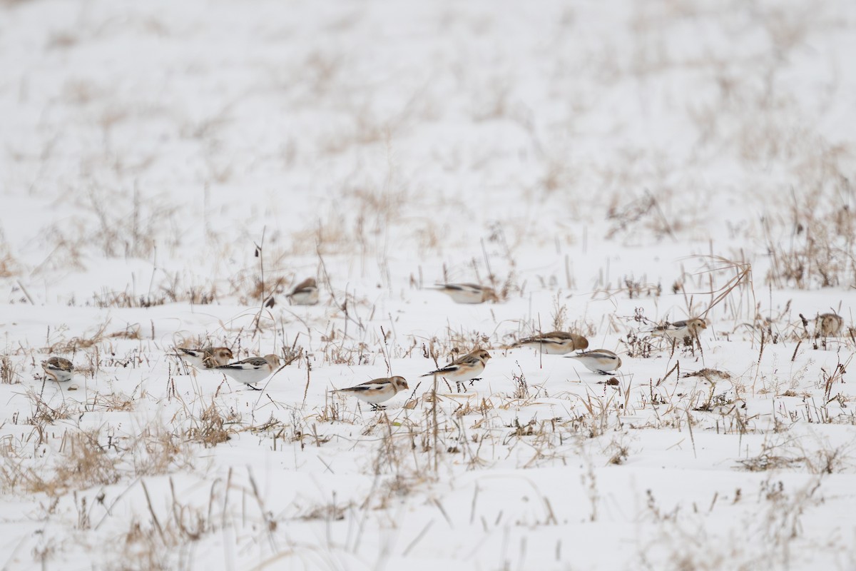 Snow Bunting - ML647537229