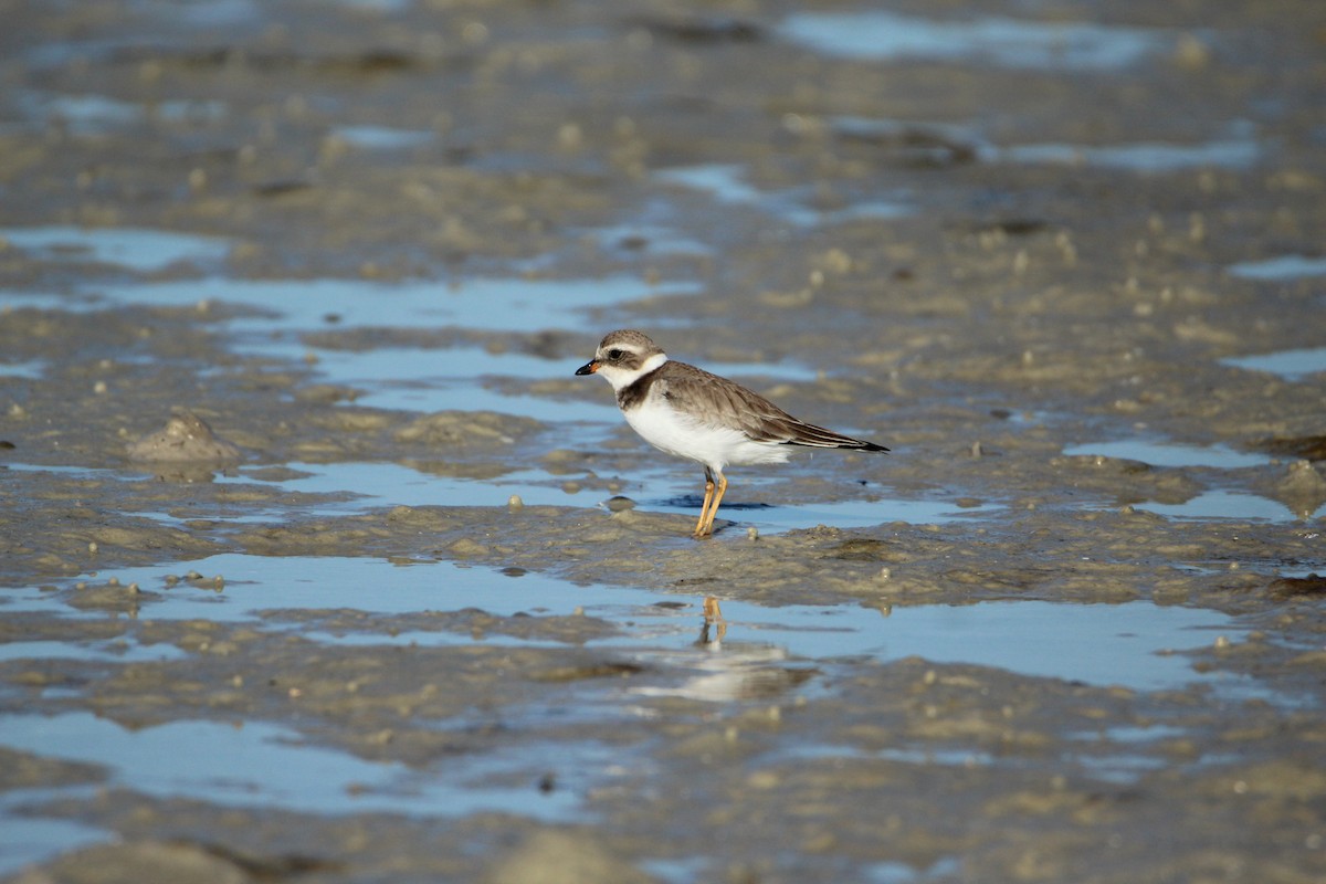 Semipalmated Plover - ML647537231