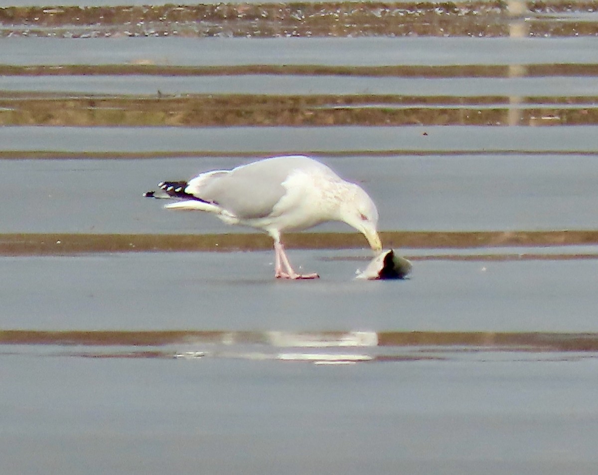 racek americký - ML647537234