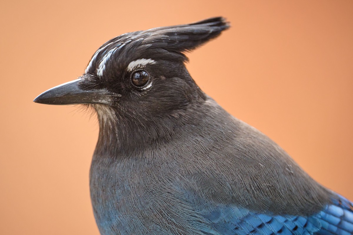 Steller's Jay - ML647537247
