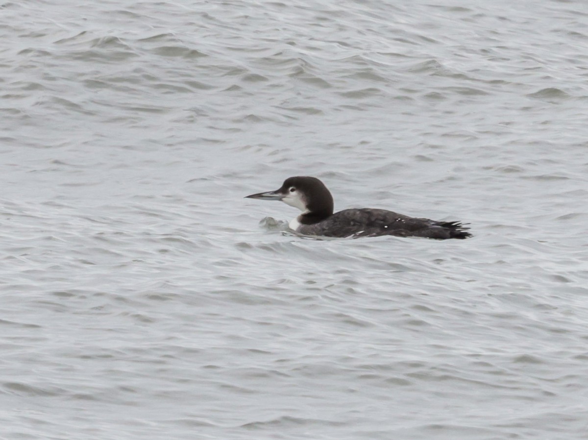 Buz Dalgıcı - ML647537268