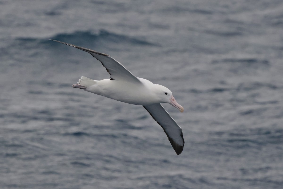 Southern Royal Albatross - ML647537272