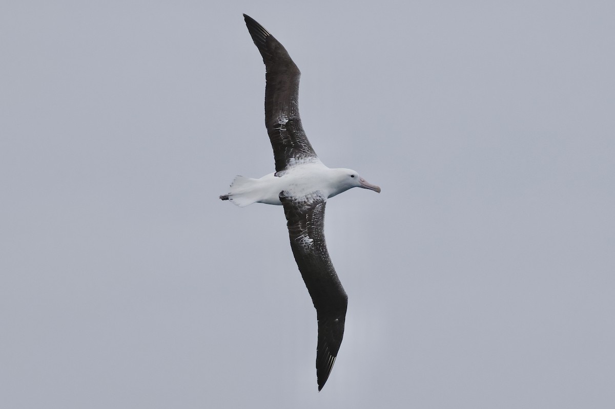 Southern Royal Albatross - ML647537273