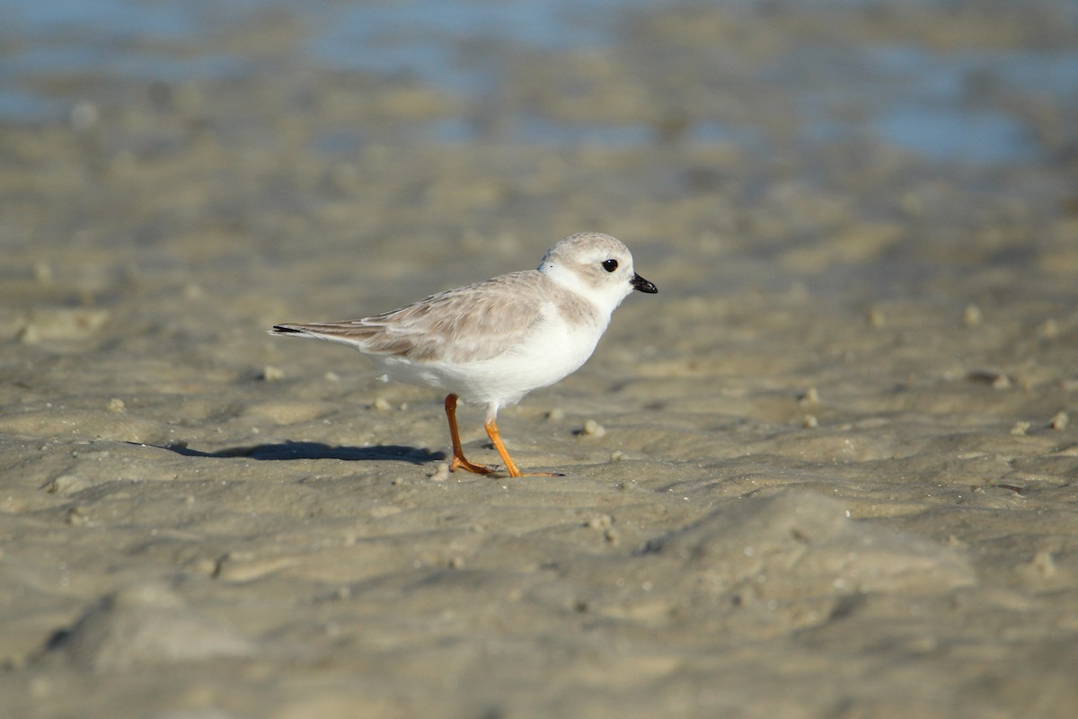 Piping Plover - ML647537274