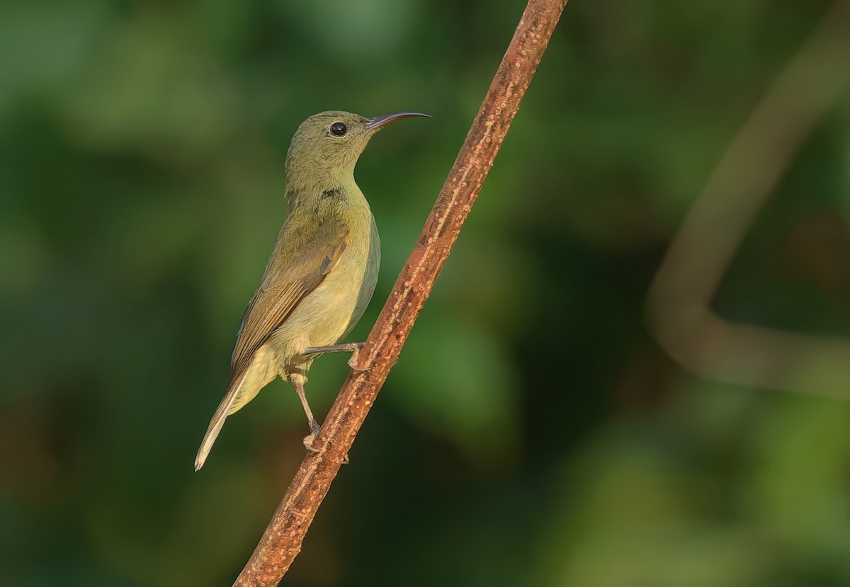 Crimson Sunbird - ML647537280