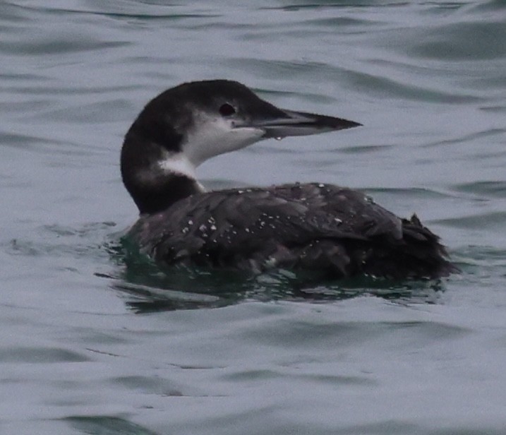 Buz Dalgıcı - ML647537281