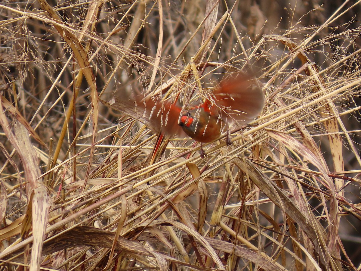 Cardinal rouge - ML647537282