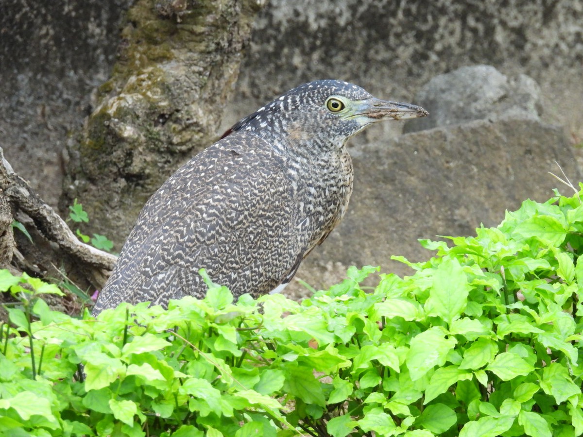 Malayan Night Heron - ML647537291
