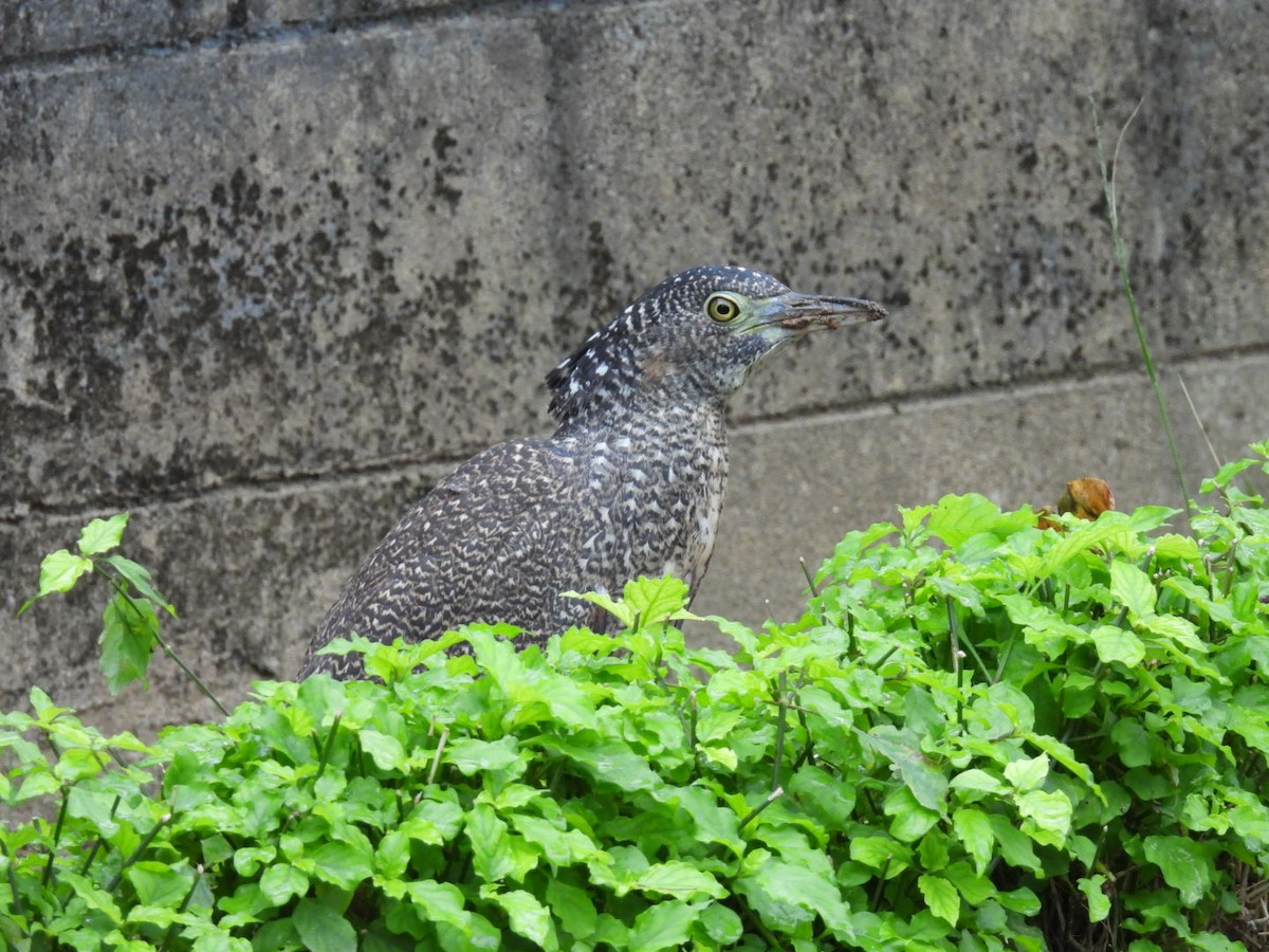 Malayan Night Heron - ML647537292