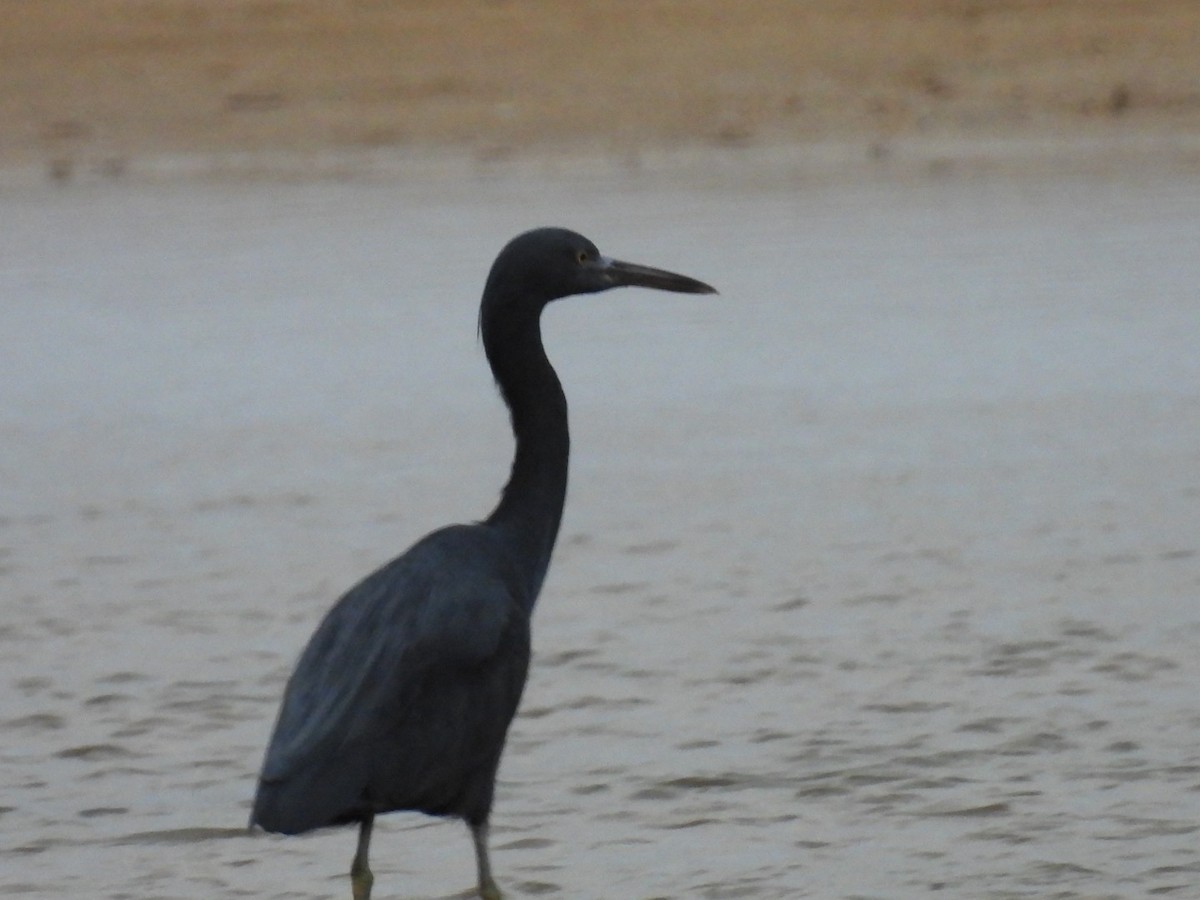 Pacific Reef-Heron - ML647537306