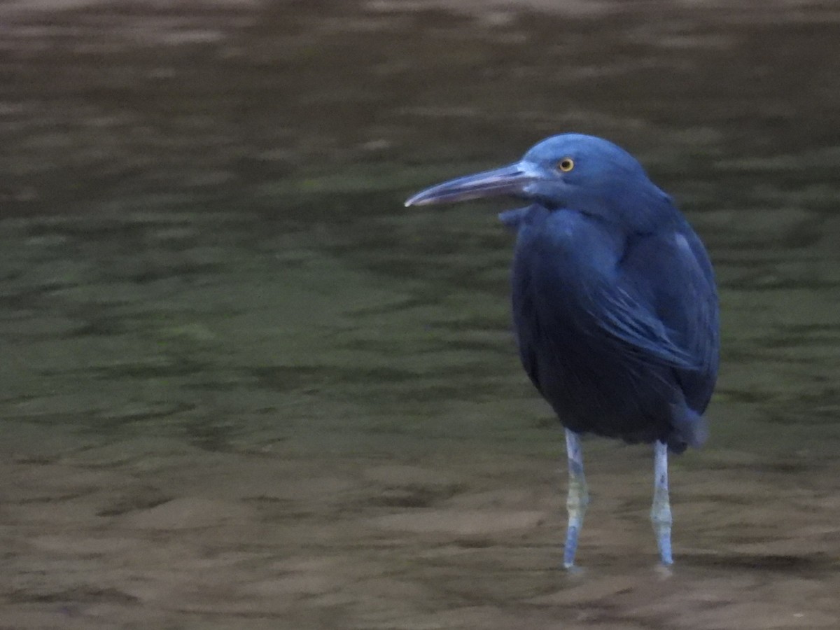 Pacific Reef-Heron - ML647537307