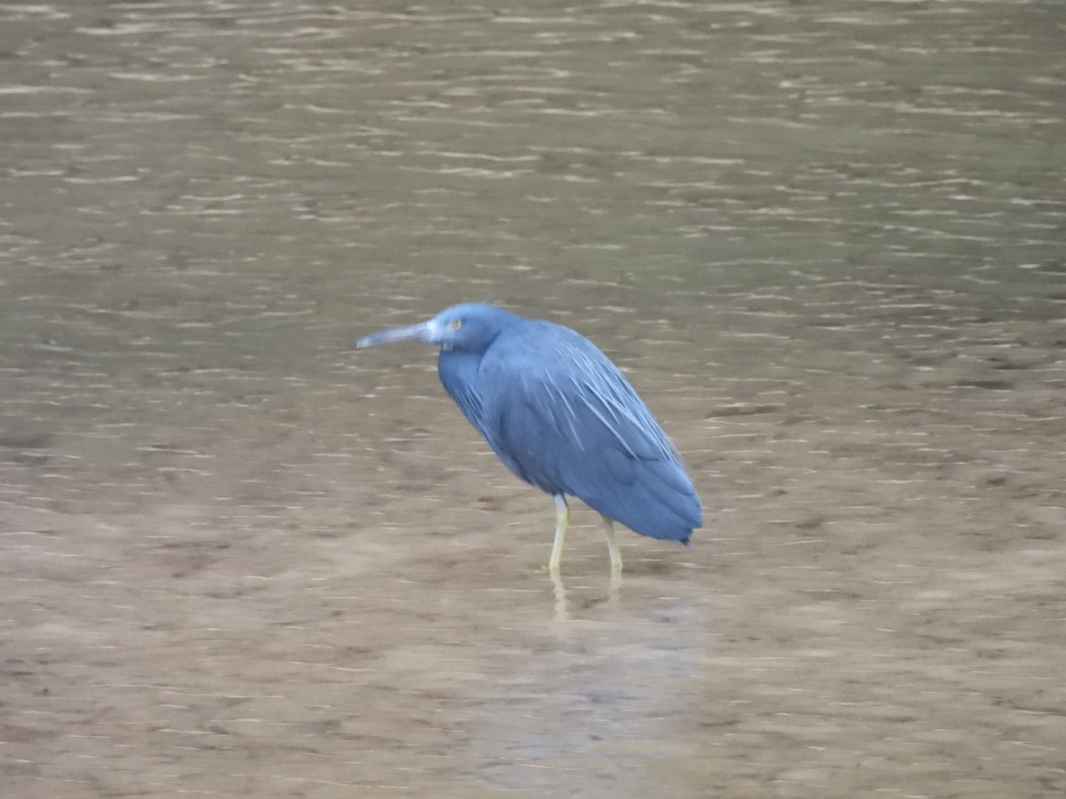 Pacific Reef-Heron - ML647537308