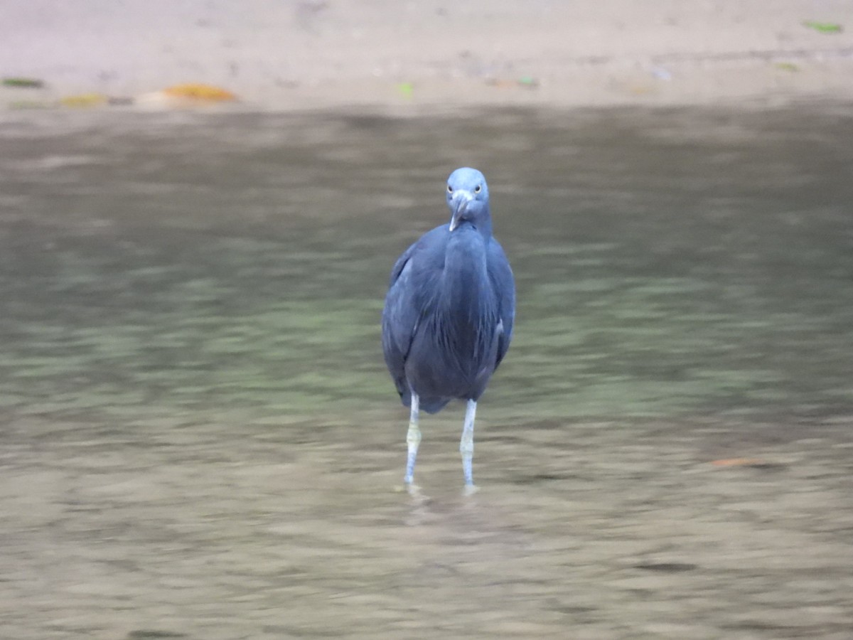 Pacific Reef-Heron - ML647537309