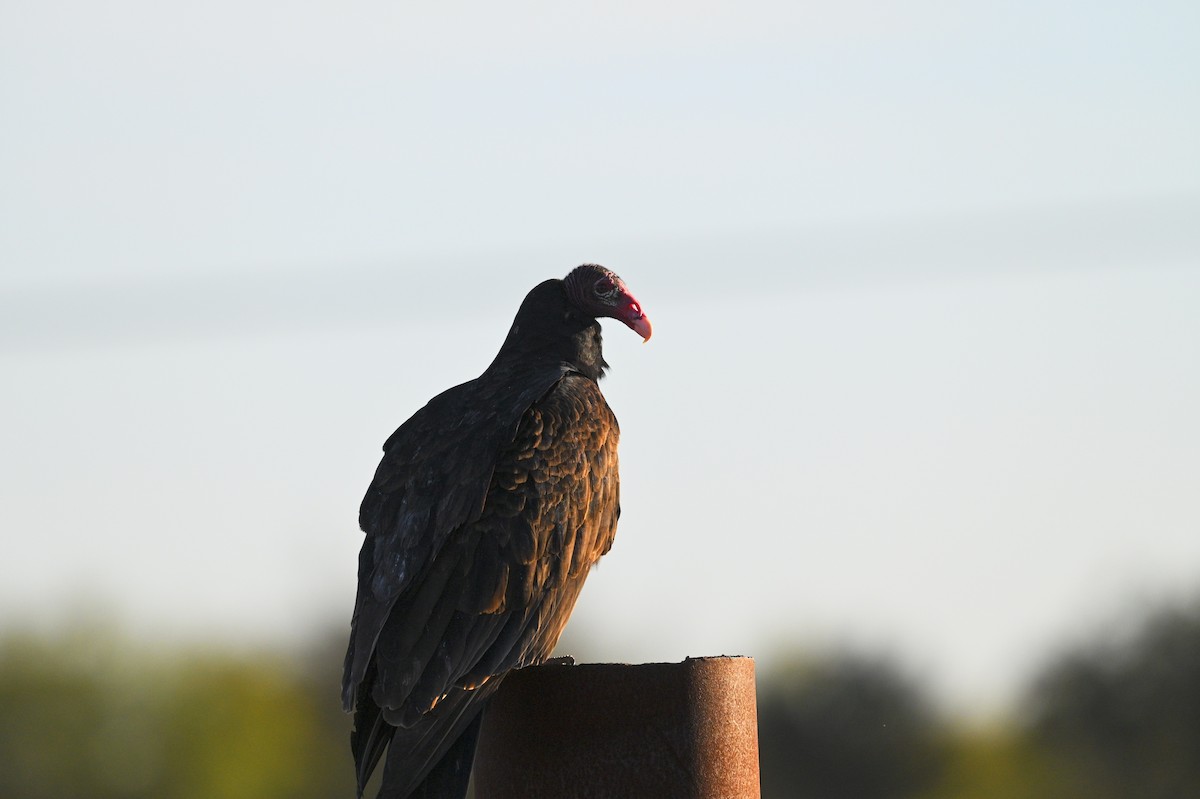 Turkey Vulture - ML647537324