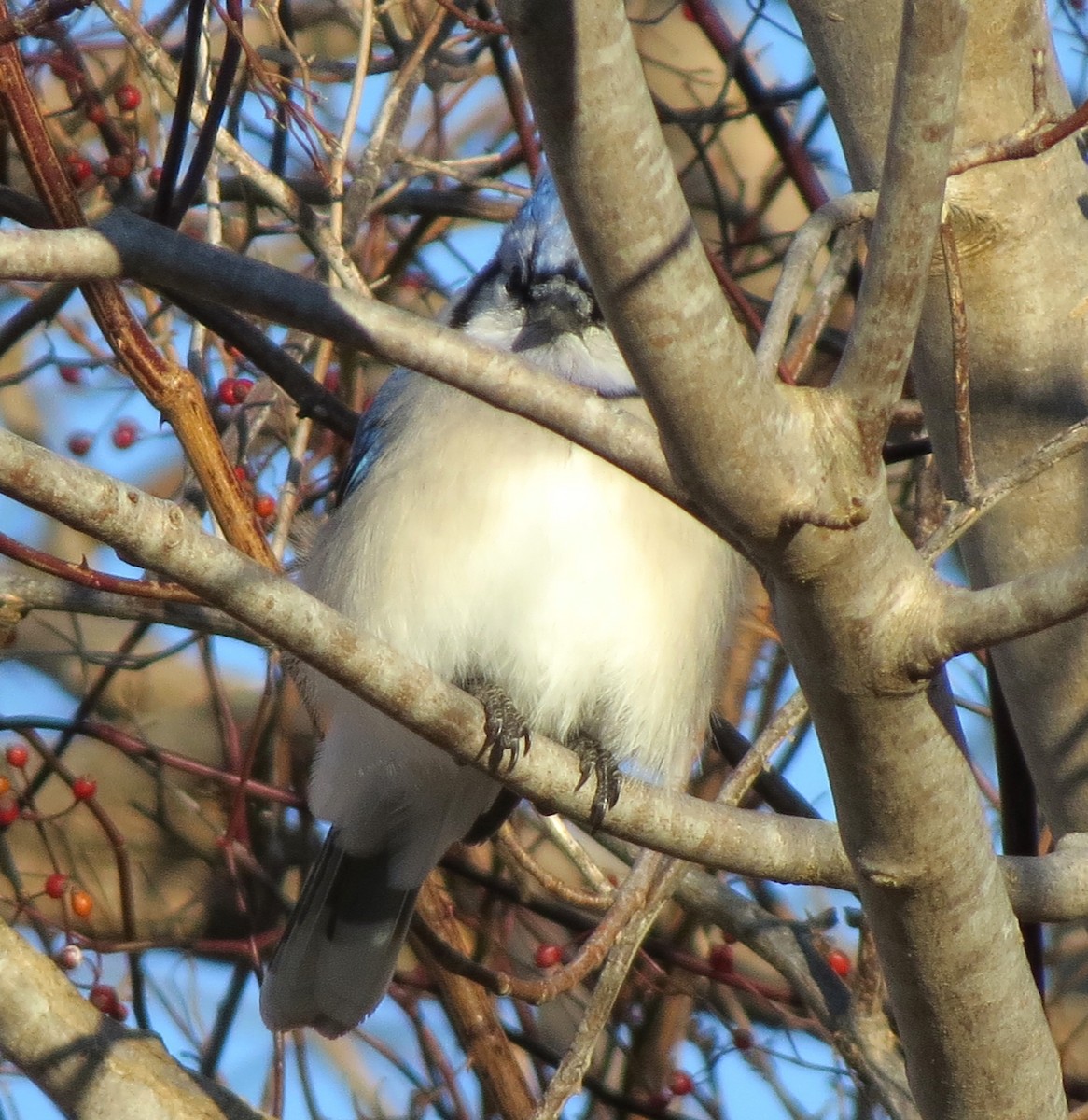 Blue Jay - ML647537328