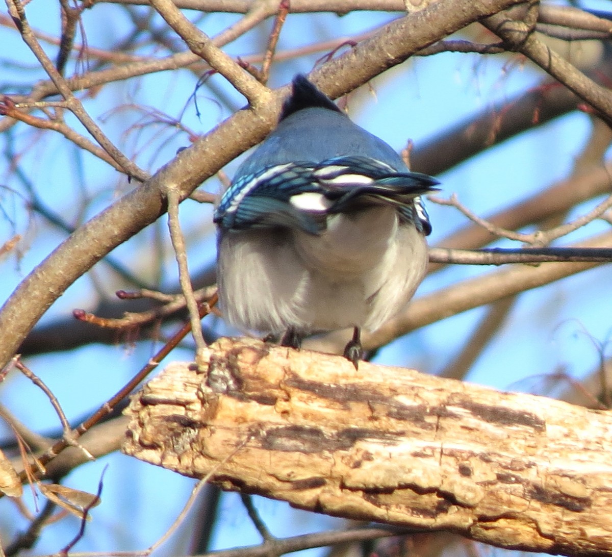 Blue Jay - ML647537330