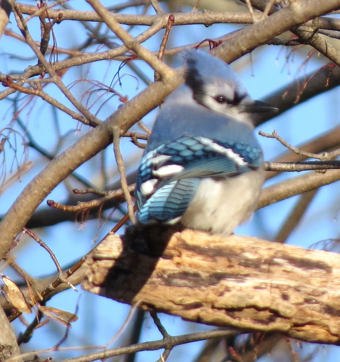 Blue Jay - ML647537332