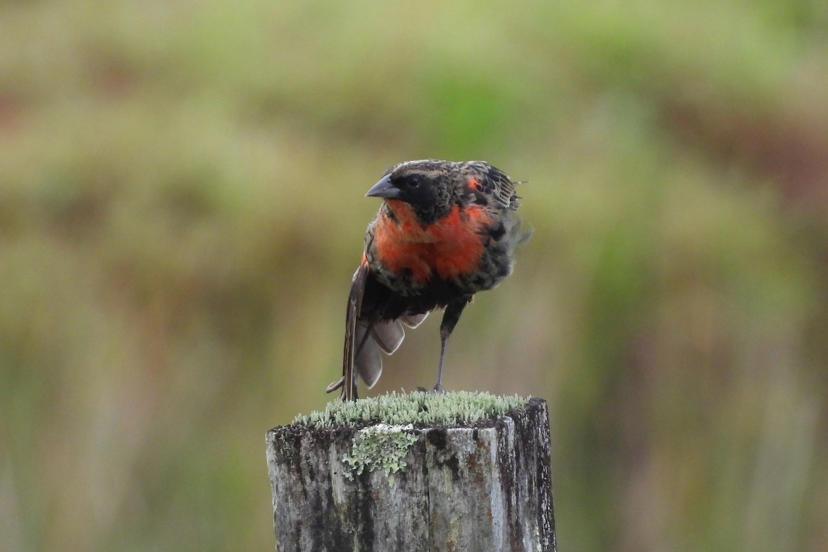Red-breasted Meadowlark - ML647537339