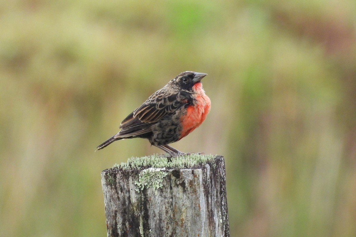 Red-breasted Meadowlark - ML647537340
