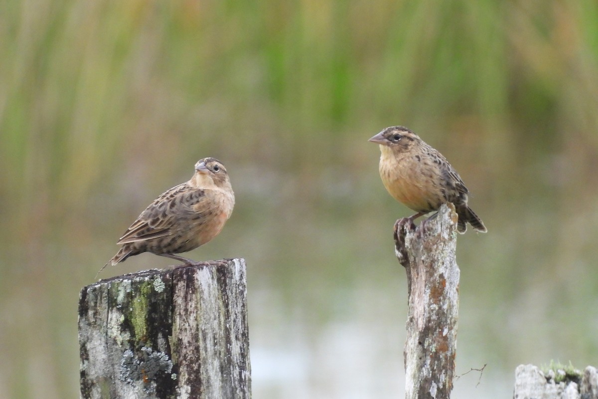Red-breasted Meadowlark - ML647537341