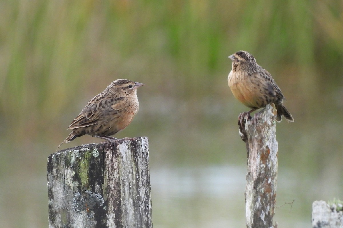Red-breasted Meadowlark - ML647537342