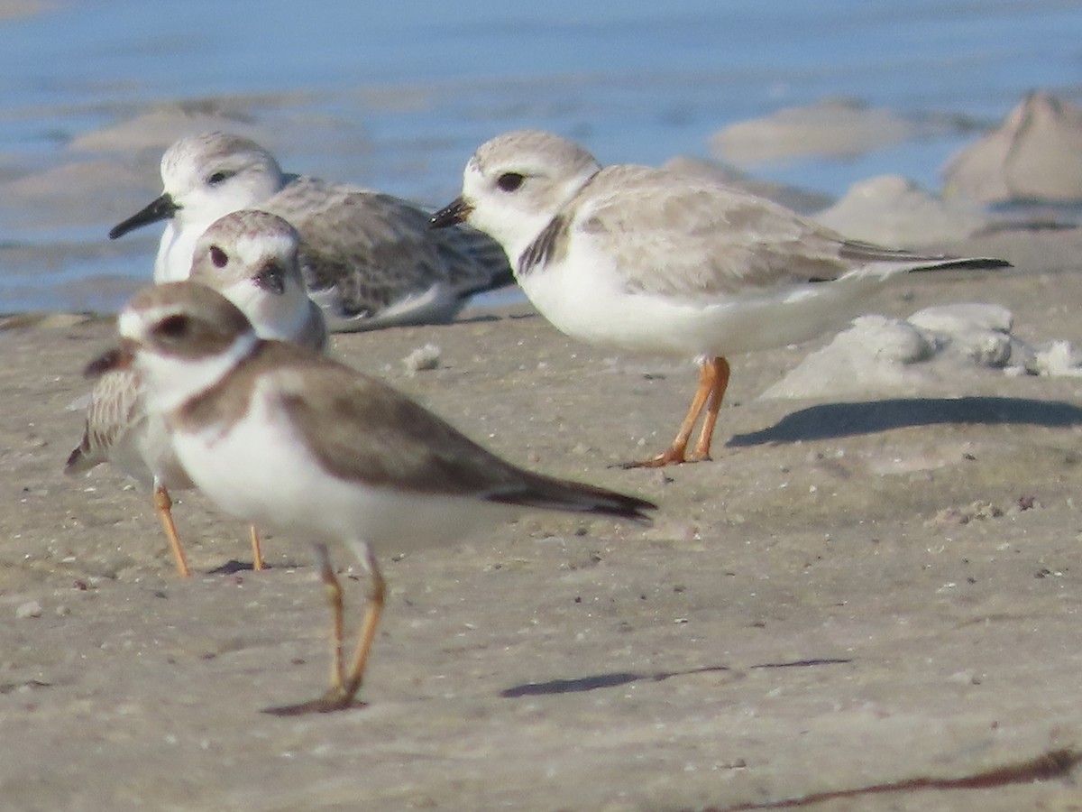 Piping Plover - ML647537357