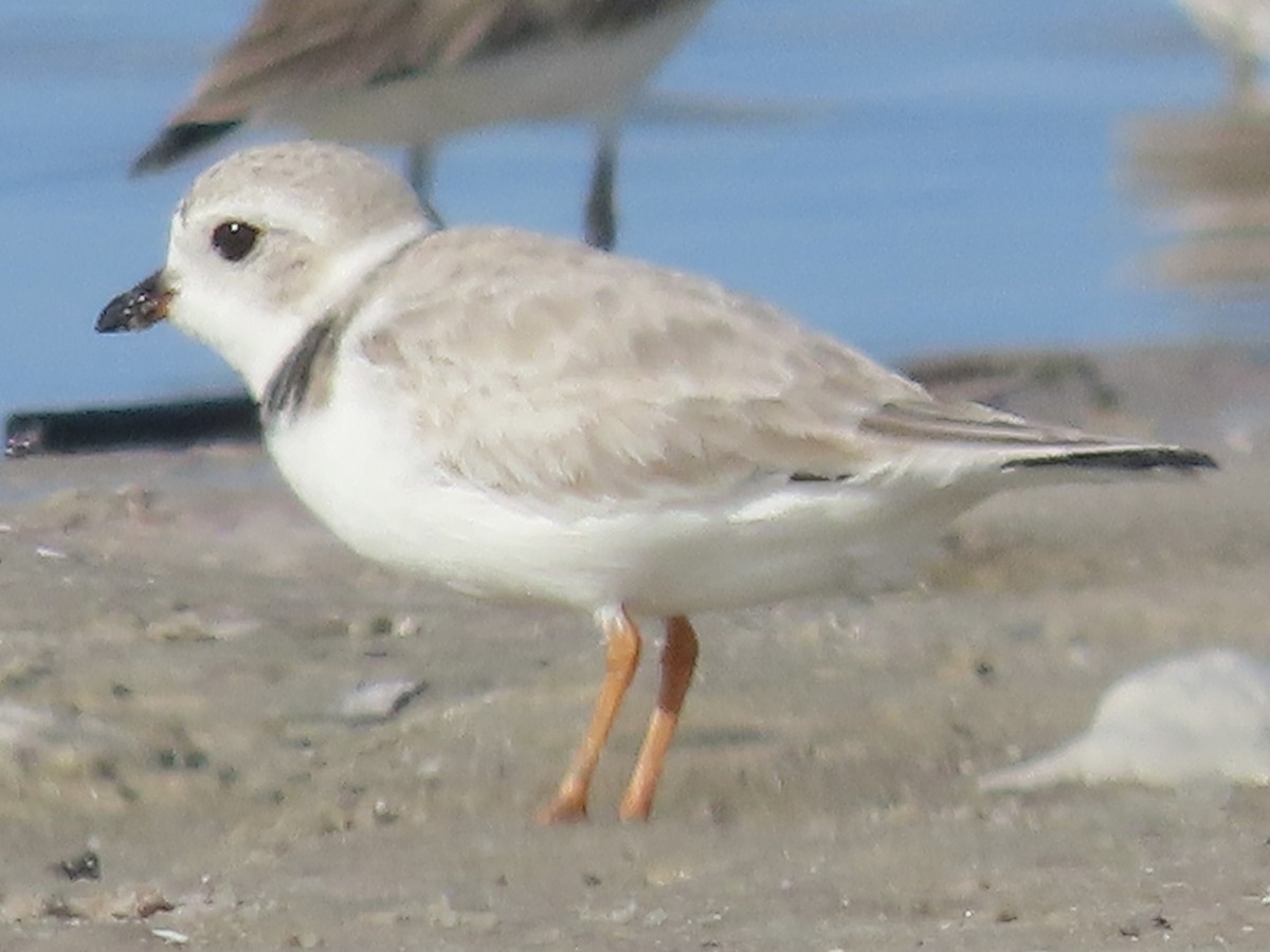 Piping Plover - ML647537358