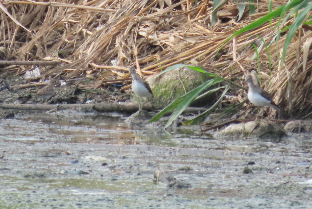 Solitary Sandpiper - ML647537365