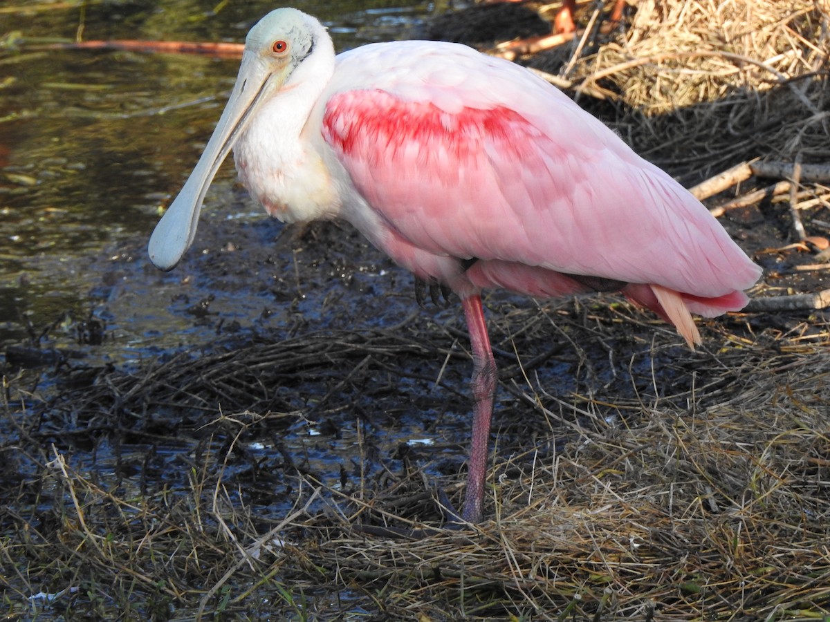 Roseate Spoonbill - ML647537372