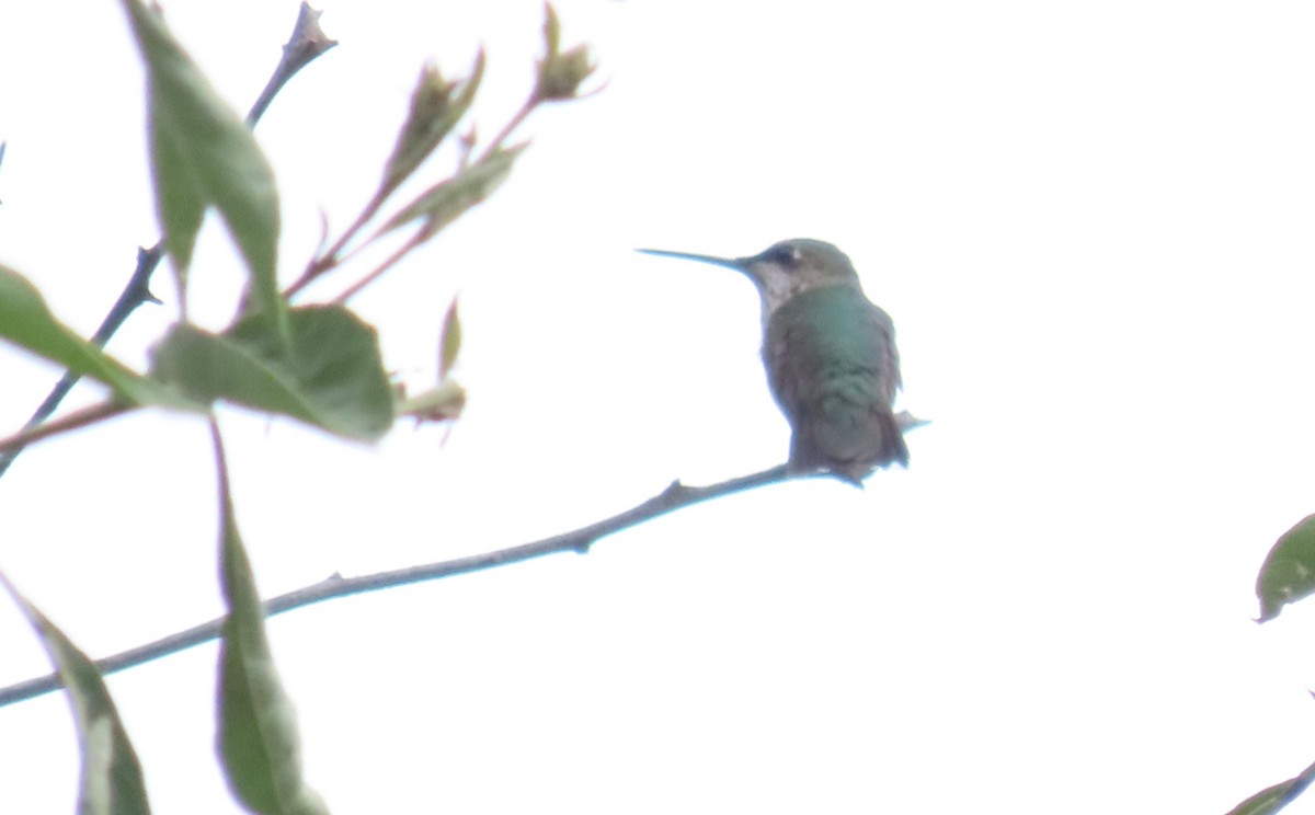 Ruby-throated Hummingbird - ML647537414