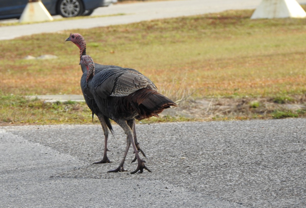 Wild Turkey - ML647537429