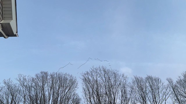 Snow Goose - ML647537466