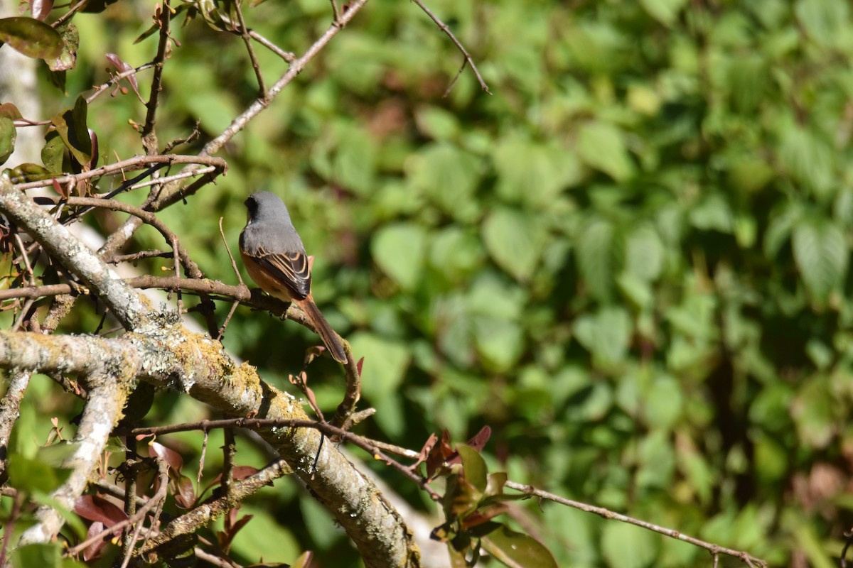 Тибетский сорокопут - ML647537475