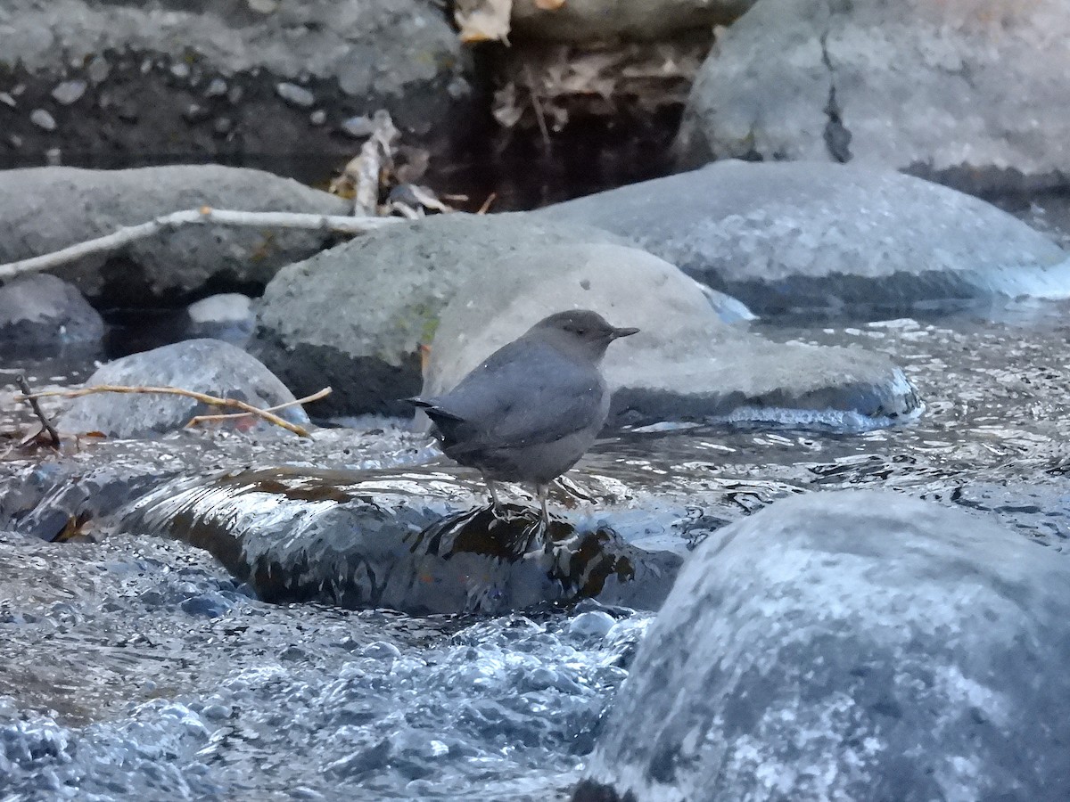 American Dipper - ML647537481