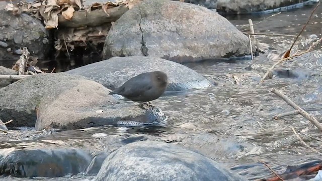 American Dipper - ML647537488