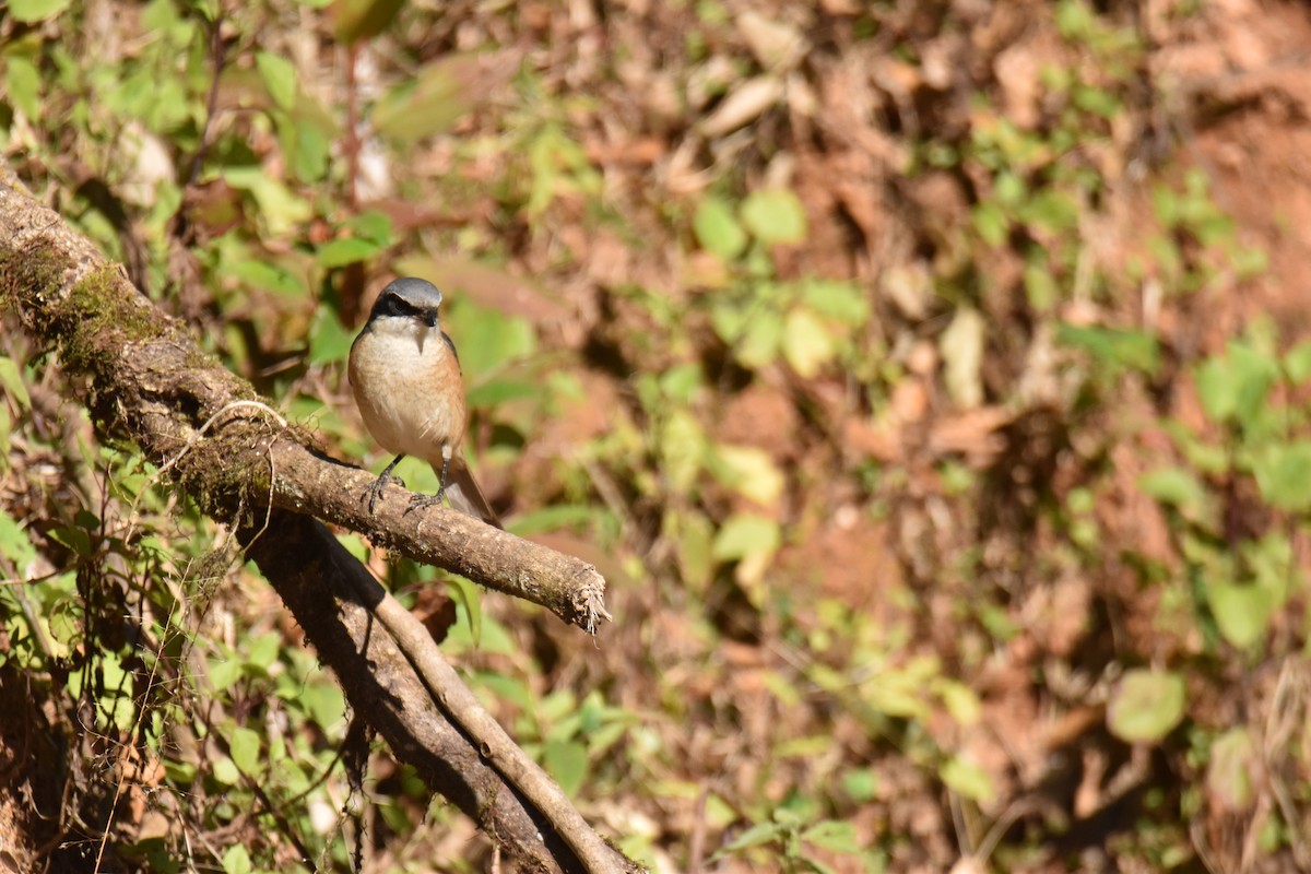 Тибетский сорокопут - ML647537489