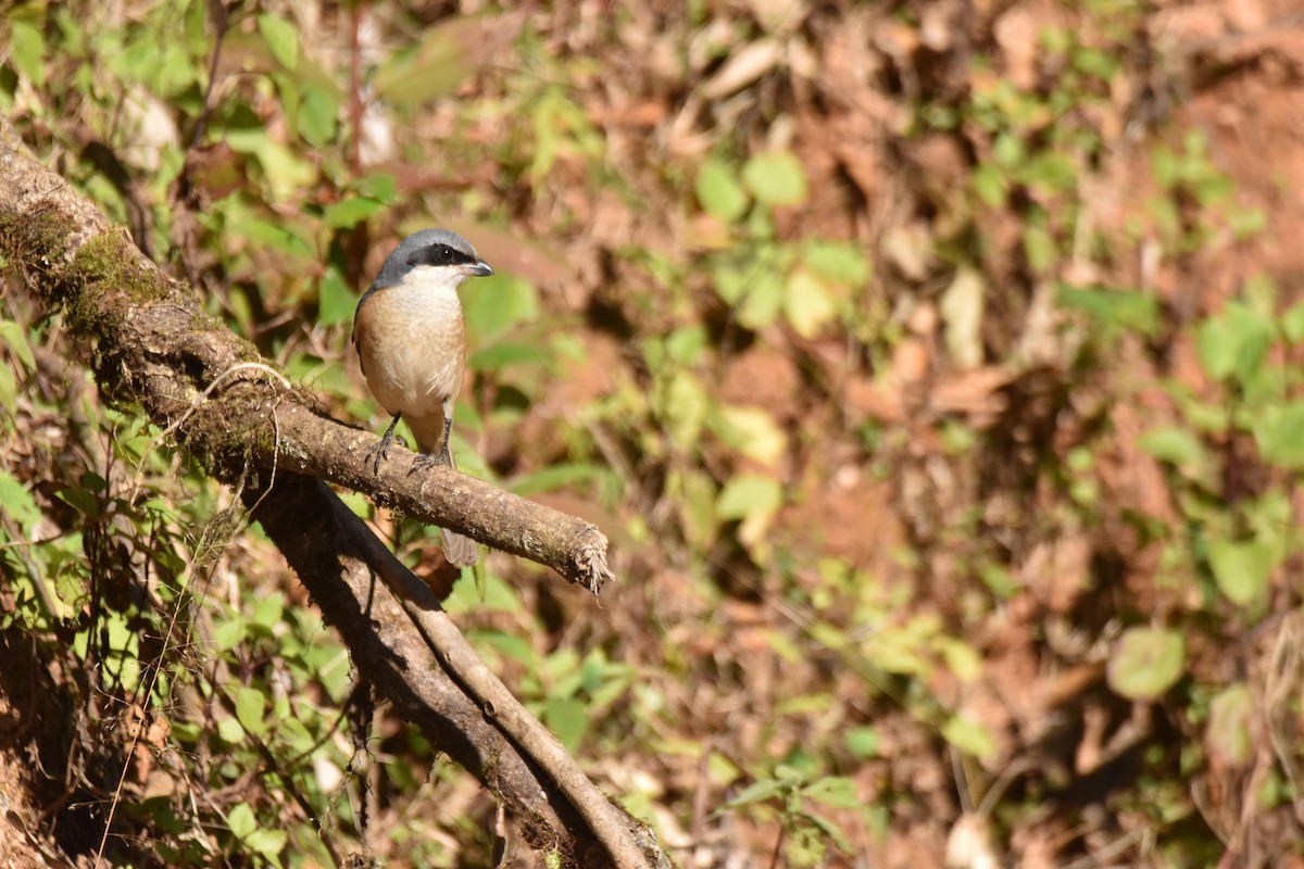 Тибетский сорокопут - ML647537510