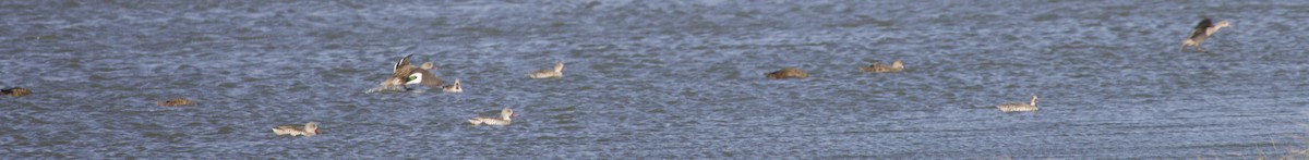 Red-billed Duck - ML647537512