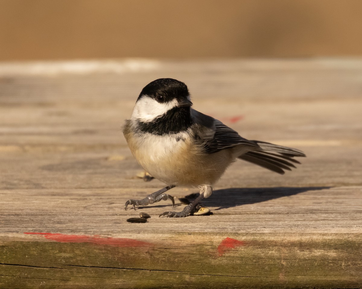 Carbonero Cabecinegro - ML647537535
