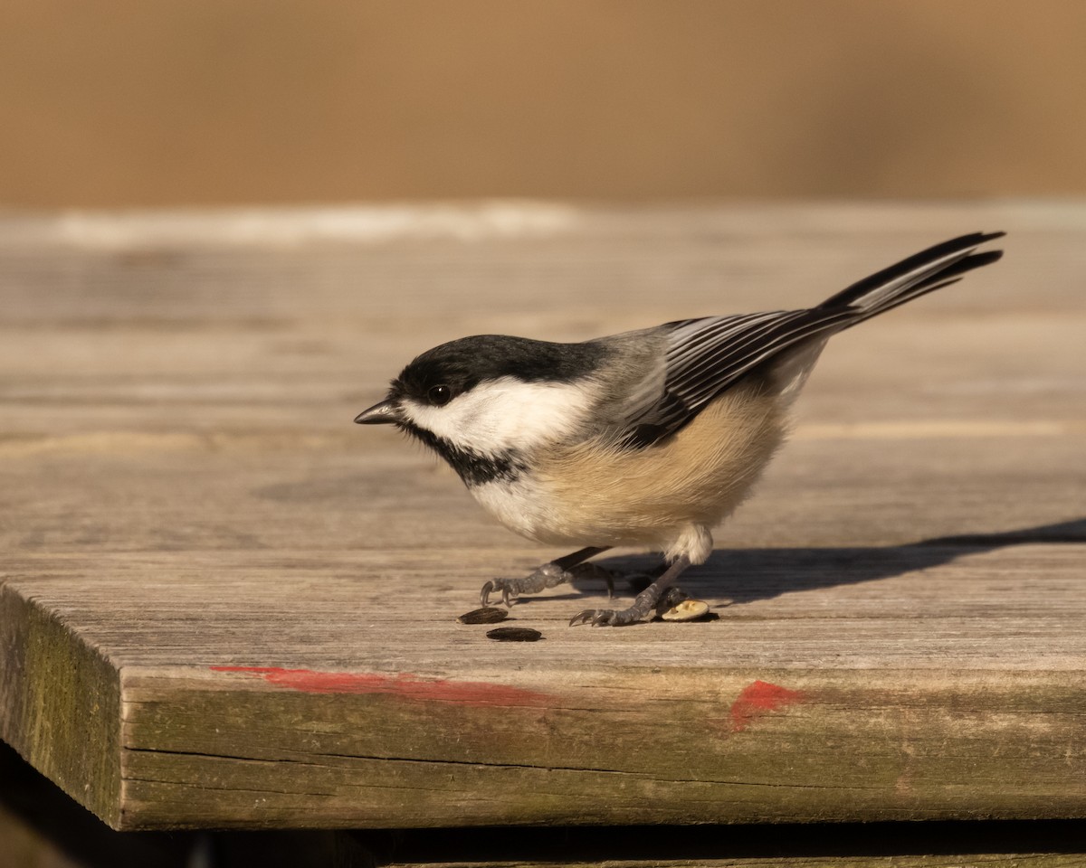 Carbonero Cabecinegro - ML647537536
