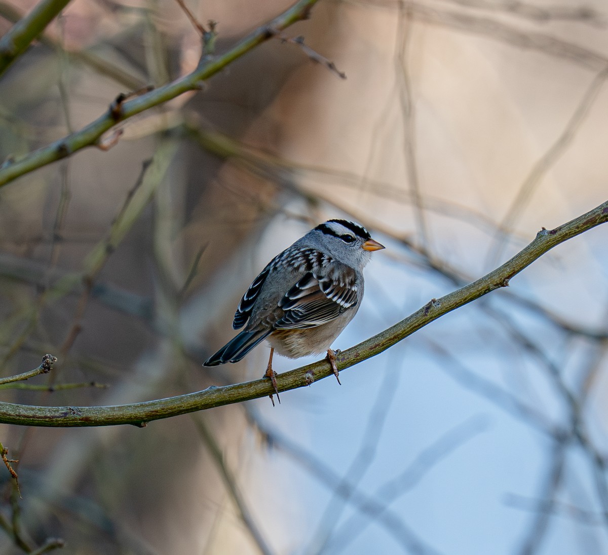 Porsuk Serçesi - ML647537537