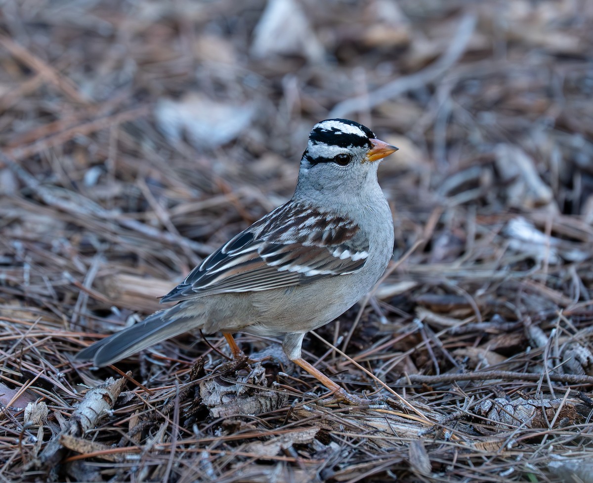 Porsuk Serçesi - ML647537538