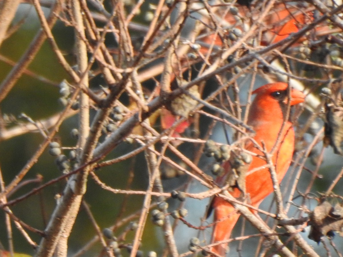 Cardinal rouge - ML647537563