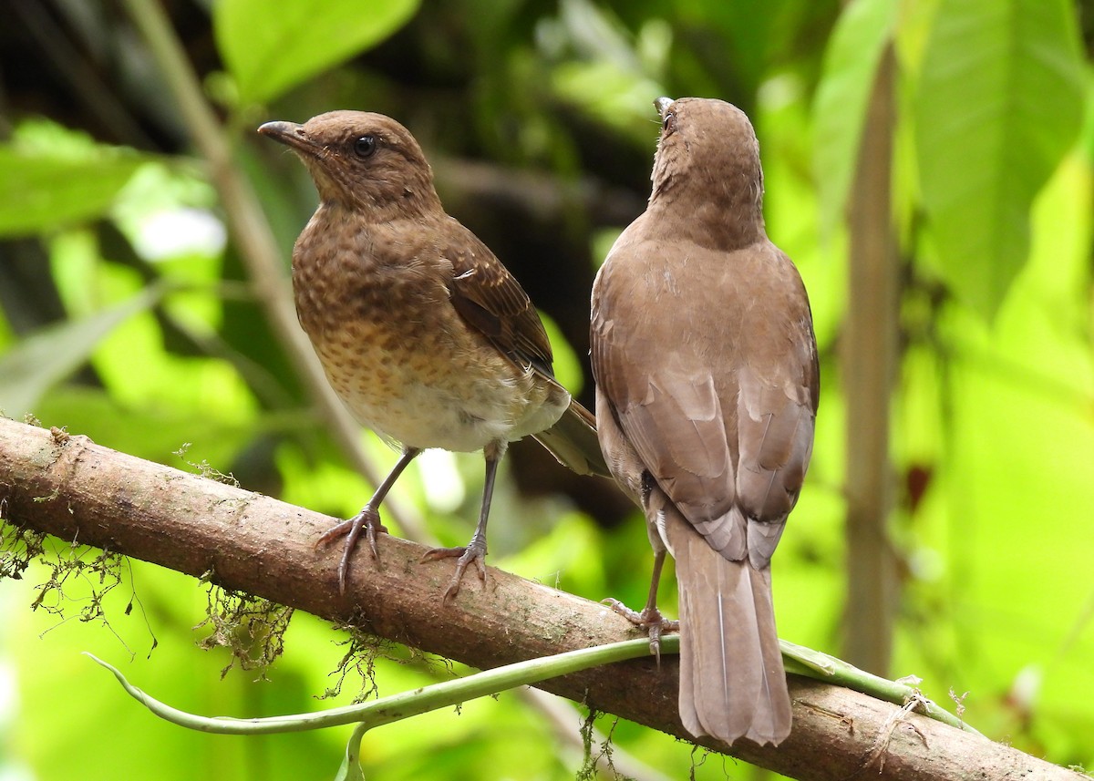 Black-billed Thrush - ML647537581