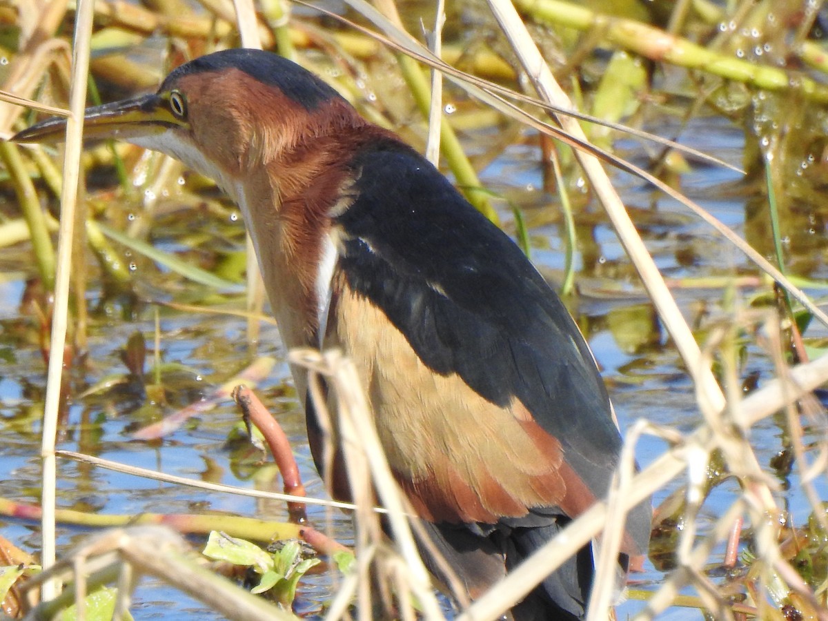 Petit Blongios - ML647537585