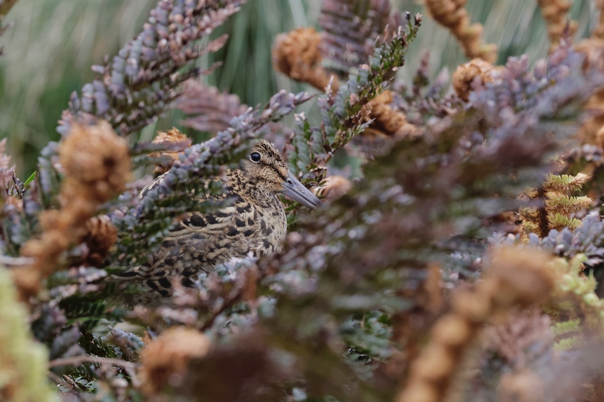 Subantarctic Snipe - ML647537592